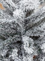 Ель заснеженная "Лесная сказка" классик, высота 1,2 м — изображение 4