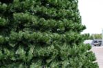Ель уличная "Испанская" высота 7 м — изображение 7