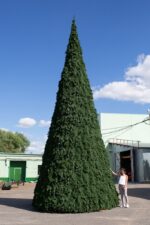 Ель уличная "Русская" высота 5 м