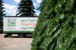 Ель уличная "Русская" высота 5 м — изображение 7
